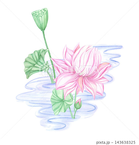 Hand drawn watercolor pink lotus flower with leaves in the pond composition. Illustration isolated on white background. Can be used for postcard, invitation, tropical spa design and other printed Hand drawn watercolor pink lotus flower with leaves in the pond composition. Illustration isolated on white background. Can be used for postcard, invitation, tropical spa design and other printed 143638325
