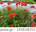 Vibrant red double poppies blooming in a lush green garden, their delicate petals and tall stems creating a beautiful outdoor scene under natural sunlight 143638353