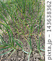 Young garlic plants growing in rows on rich brown soil in an organic vegetable garden, cultivating fresh healthy food in a rural farm field 143638362