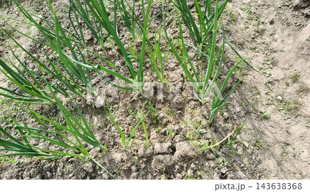 Green onion plants growing in rows in an outdoor garden, showing fresh spring scallions cultivating in fertile brown soil under natural light Green onion plants growing in rows in an outdoor garden, showing fresh spring scallions cultivating in fertile brown soil under natural light 143638368