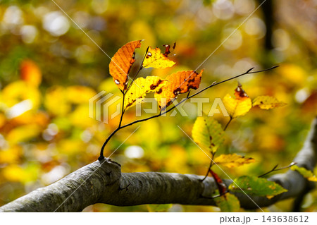 紅葉したブナの森 紅葉したブナの森 143638612