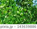 green oranges on branches of tree among the leaves 143639886
