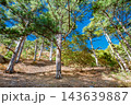coniferous trees on the mountainside 143639887