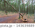 pine trees with curved trunks in coniferous forest 143639889