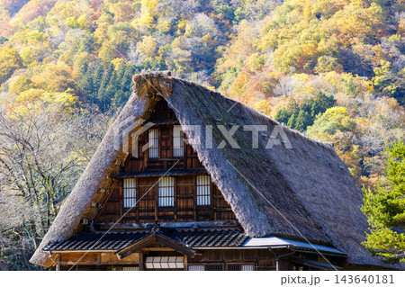 紅葉真っ盛りの世界文化遺産五箇山合掌造り集落 143640181