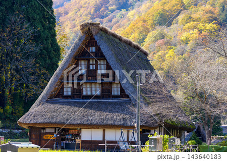 紅葉真っ盛りの世界文化遺産五箇山合掌造り集落 紅葉真っ盛りの世界文化遺産五箇山合掌造り集落 143640183