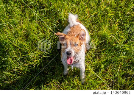 Happy Jack Russell Terrier Dog Playing in Green Grass During Sunny Day Happy Jack Russell Terrier Dog Playing in Green Grass During Sunny Day 143640965