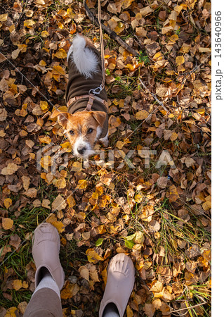 Small Dog Wearing Sweater on Leash Walking with Owner in Autumn Forest Small Dog Wearing Sweater on Leash Walking with Owner in Autumn Forest 143640966