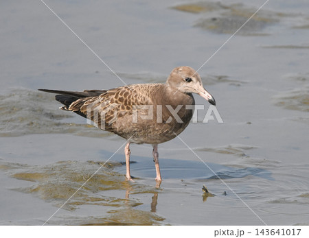 干潟を歩くウミネコの幼鳥 干潟を歩くウミネコの幼鳥 143641017