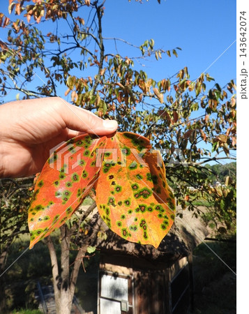 紅葉した柿の葉っぱ 143642074