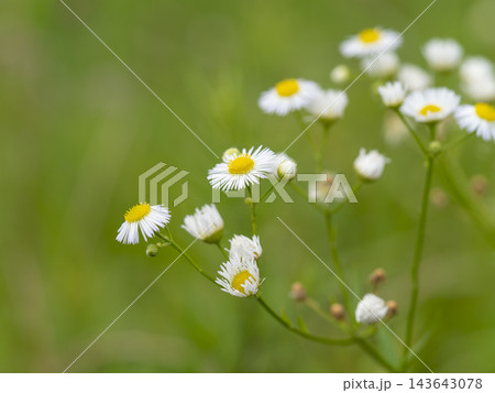 野原に咲いたヒメジョオンの花 野原に咲いたヒメジョオンの花 143643078
