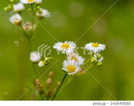 野原に咲いたヒメジョオンの花 143643080