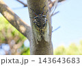 大きな体が名前の由来であるクマゼミ 143643683