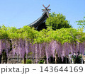 熊本県山鹿市　石藤崎八幡宮の藤の花 143644169