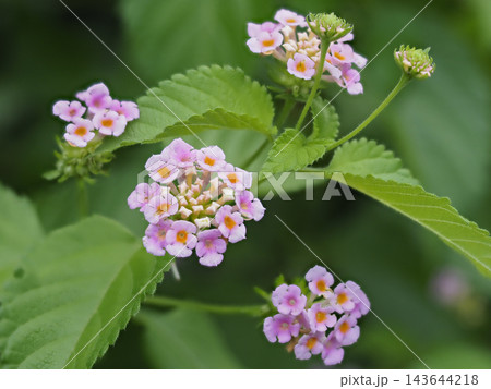 ランタナの花のクローズアップ ランタナの花のクローズアップ 143644218
