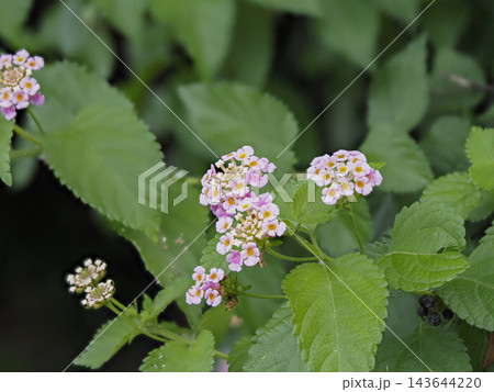 ランタナの花のクローズアップ ランタナの花のクローズアップ 143644220