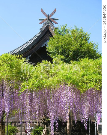 石藤崎八幡宮の藤と青空（熊本県山鹿市） 143644350