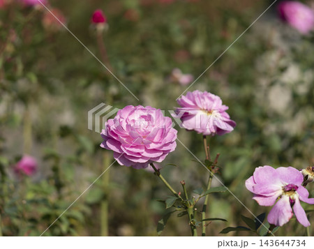 花壇に咲いたピンクの薔薇 花壇に咲いたピンクの薔薇 143644734