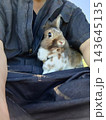 飼い主のひざの上でおとなしくお座りするライオンラビット 143645135