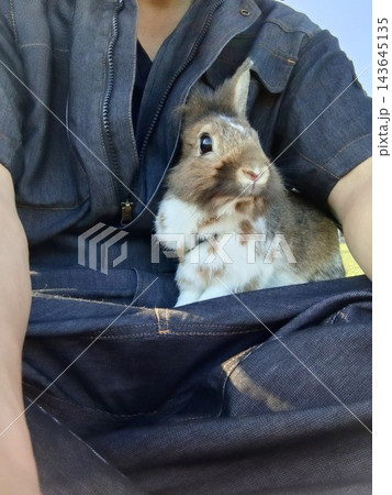 飼い主のひざの上でおとなしくお座りするライオンラビット 飼い主のひざの上でおとなしくお座りするライオンラビット 143645135