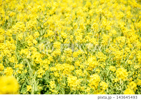 菜の花畑 143645493