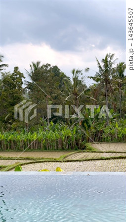 Swimming pool overlooks tropical rice fields and palms beneath cloudy sky. Clear water fills foreground beside terraced farmland, with dense green vegetation framing peaceful rural scenery. 143645507