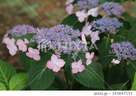 初夏の庭に咲くピンク色のガクアジサイの花 初夏の庭に咲くピンク色のガクアジサイの花 143647155