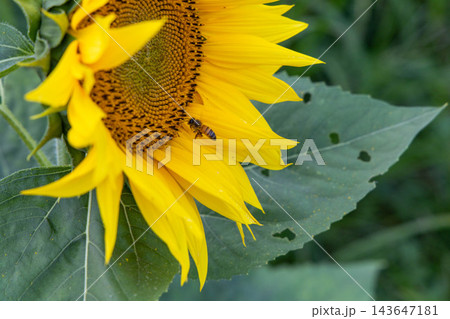 ひまわりの花にとまるミツバチと黄色い花びら ひまわりの花にとまるミツバチと黄色い花びら 143647181