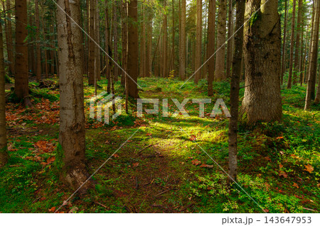 Sunlight filters through tall forest trees onto green ground cover on an autumn day Sunlight filters through tall forest trees onto green ground cover on an autumn day 143647953
