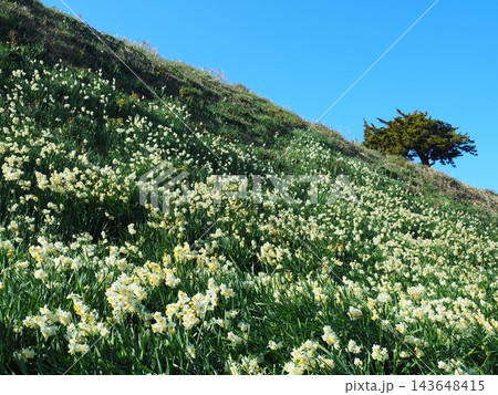 伊豆・爪木崎のスイセンの花畑 143648415
