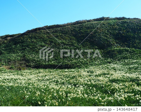 伊豆・爪木崎のスイセンの花畑 143648417