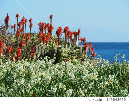 伊豆・爪木崎のスイセンの花畑 伊豆・爪木崎のスイセンの花畑 143648666