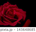 漆黒の背景に映える水滴のついた赤い薔薇（右側にコピースペース） 143648685