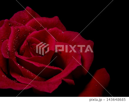 漆黒の背景に映える水滴のついた赤い薔薇(右側にコピースペース) 漆黒の背景に映える水滴のついた赤い薔薇(右側にコピースペース) 143648685