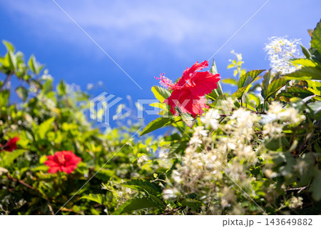 沖縄の花 / ハイビスカス / Hibiscus 沖縄の花 / ハイビスカス / Hibiscus 143649882
