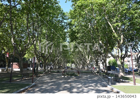 新緑が美しい南フランスの公園 新緑が美しい南フランスの公園 143650043