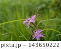 夏の日差しを浴びて咲く紫色の花 143650222