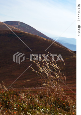 Vertical shot of dry golden grass stalks with autumn Borzhava ridge in background. Vertical shot of dry golden grass stalks with autumn Borzhava ridge in background. 143650410
