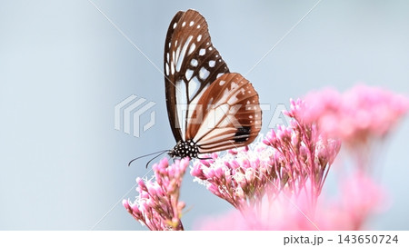 フジバカマの蜜を吸うアサギマダラ 143650724