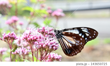 フジバカマの蜜を吸うアサギマダラ 143650725