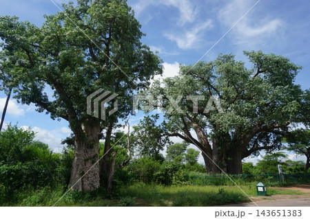 The Big Tree (Victoria Falls) The Big Tree (Victoria Falls) 143651383