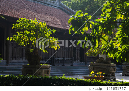 Sunlight filters through bonsai foliage in a tranquil temple courtyard Sunlight filters through bonsai foliage in a tranquil temple courtyard 143651737