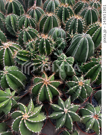 Top view of green ribbed cacti growing in pots Top view of green ribbed cacti growing in pots 143651901