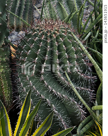 Large round spiky barrel cactus growing in a succulent garden 143651915