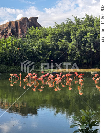 Flock of pink flamingos wading in a tropical pond Flock of pink flamingos wading in a tropical pond 143651938