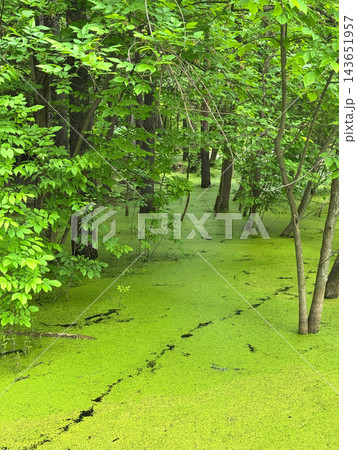 Duckweed Covers a Woodland Pond Beneath Green Trees Duckweed Covers a Woodland Pond Beneath Green Trees 143651957