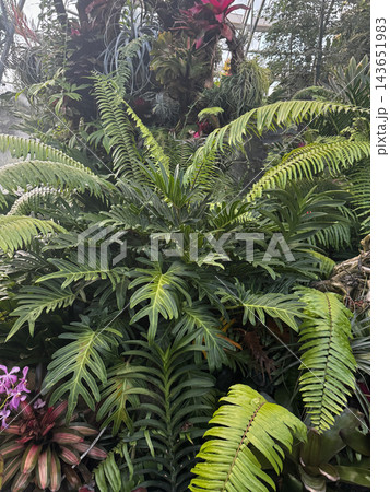 Dense Tropical Plants and Ferns in a Botanical Greenhouse 143651983