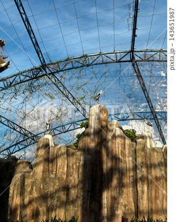 Storks Perched on Artificial Rocks in a Netted Aviary 143651987