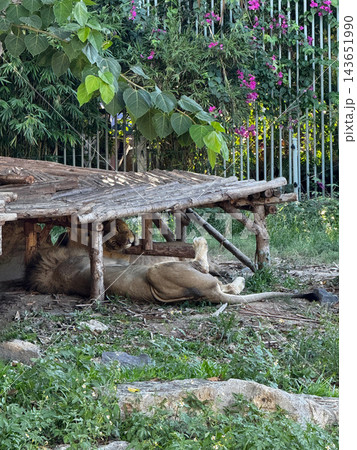 Two Lions Resting in Shade Under Wooden Platform Two Lions Resting in Shade Under Wooden Platform 143651990