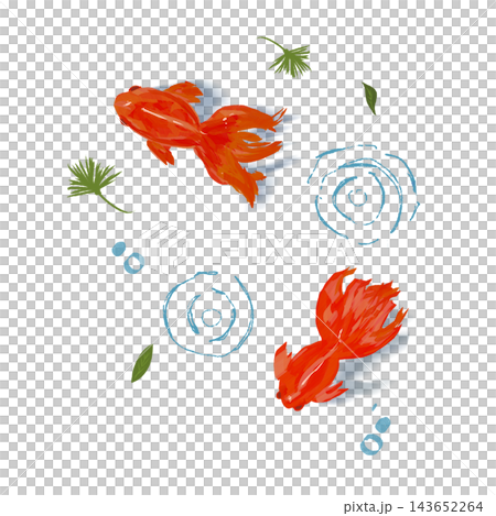 金魚のイラスト 金魚のイラスト 143652264